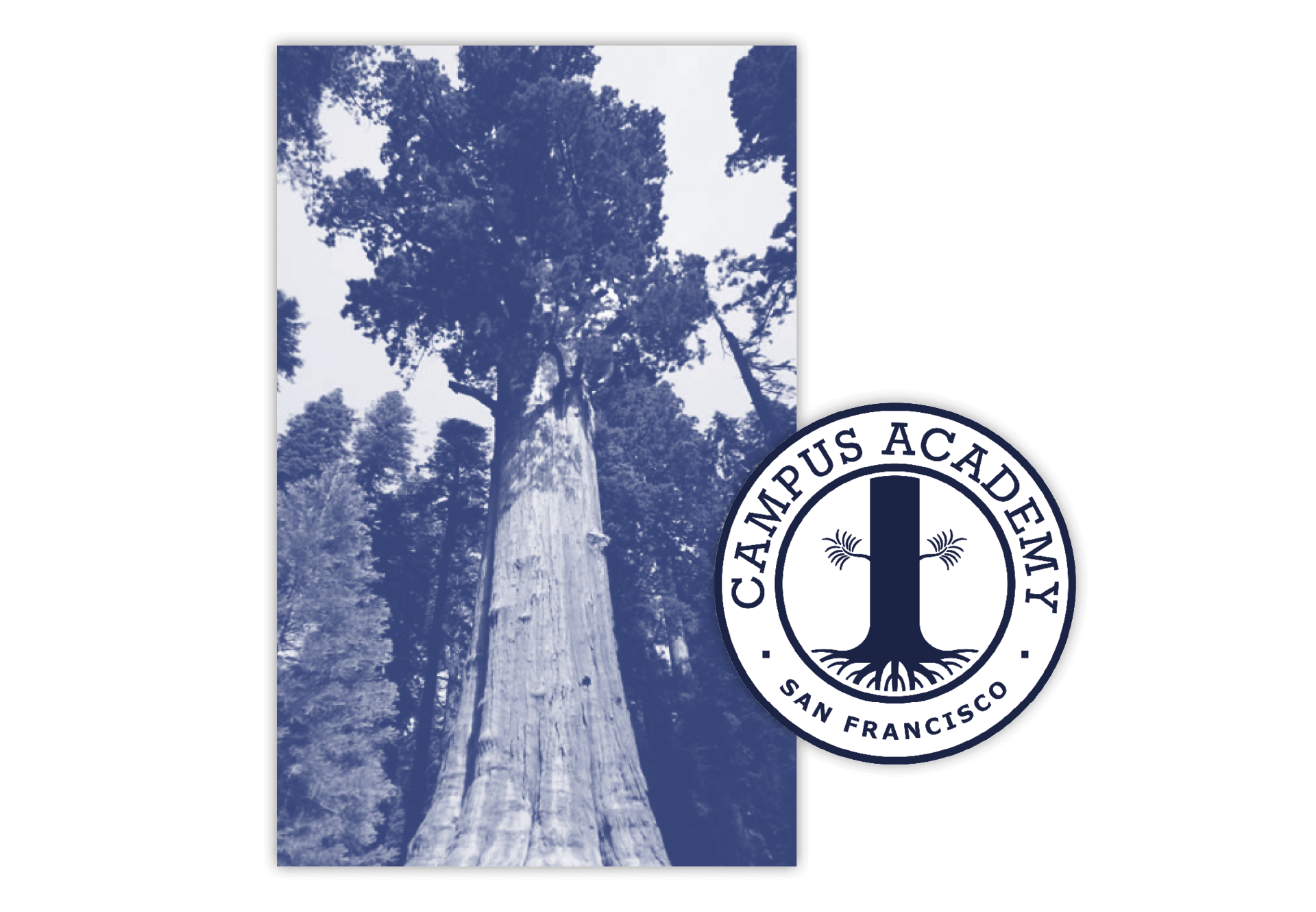 Sequoïa avec un filtre bleuté à côté du logo de campus academy san fransisco.